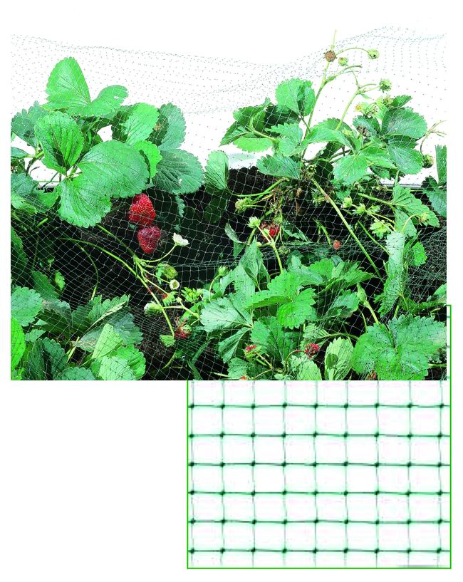 Vigor Rete Plastica Antiuccelli Verde 12X12 Mm 5 M H. 200 Cm