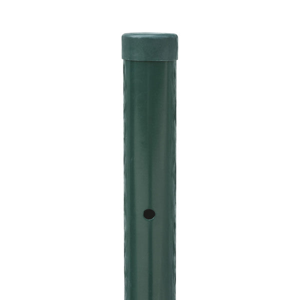 PALO TONDO VERDE Verdelook