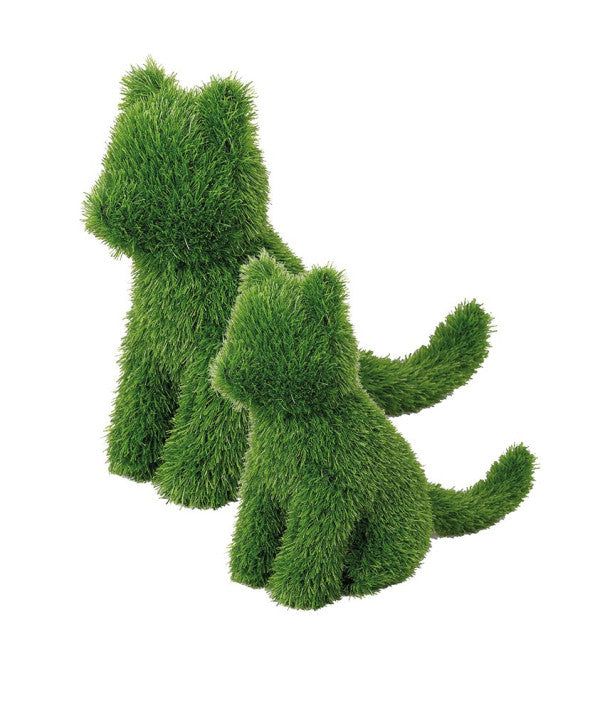 Cespuglio GATTO Verdelook