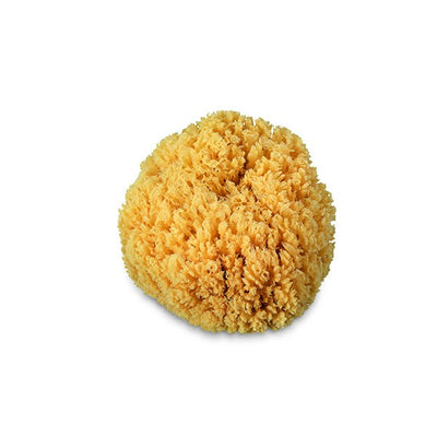 Pavan Natural sponge for decorative effects